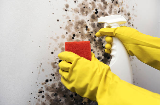 Mold Removal and Inspection in East Gaffney, SC